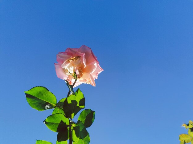 Low angle view of flowering plant against blue sky