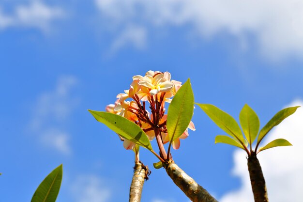 Low angle view of flowering plant against blue sky