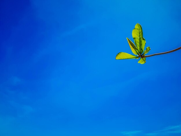 Low angle view of flowering plant against blue sky