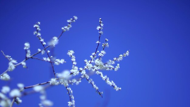 Photo low angle view of flowering plant against blue sky