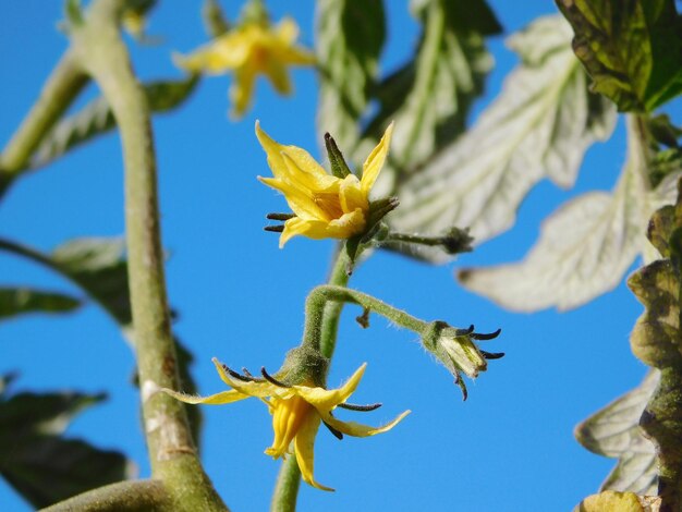 Low angle view of flowering plant against blue sky