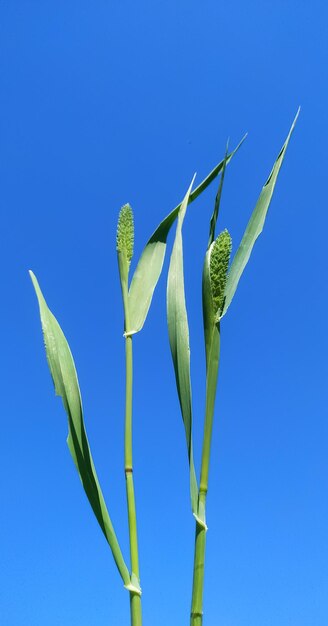 Foto vista a basso angolo di una pianta in fiore contro il cielo blu