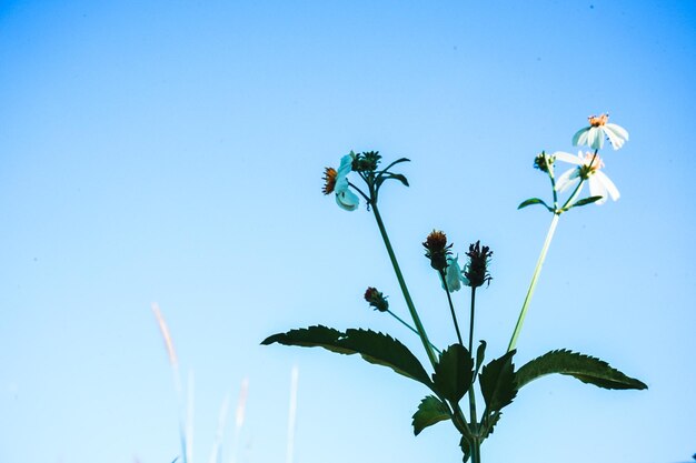 Low angle view of flowering plant against blue sky