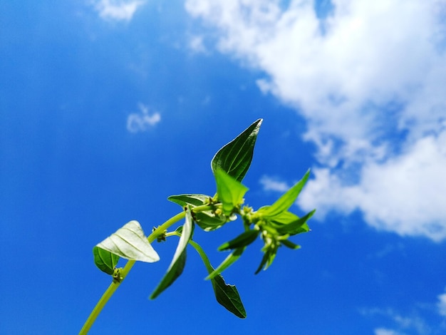 푸른 하늘 을 배경 으로 꽃 을 피우는 식물 의 낮은 각도 시상