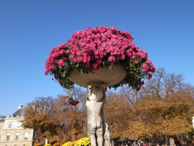 青い空を背景に花をかせる植物の低角度の景色