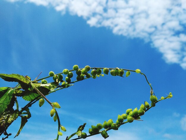 Foto vista a basso angolo di una pianta in fiore contro il cielo blu