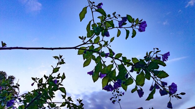 Low angle view of flowering plant against blue sky