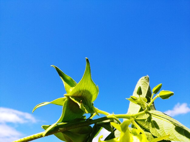 Low angle view of flowering plant against blue sky