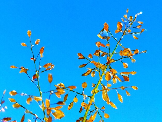 Low angle view of flowering plant against blue sky