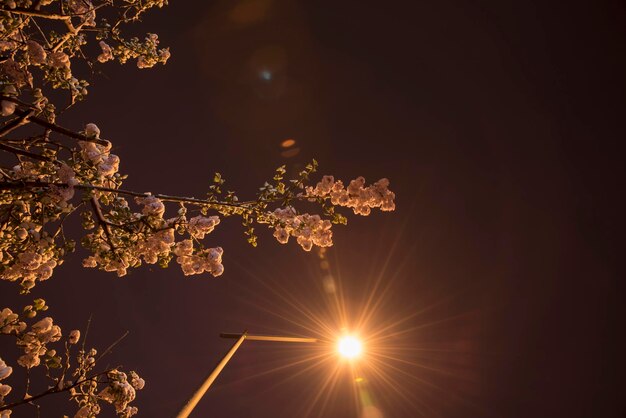 Low angle view of flowering plant against bright sun