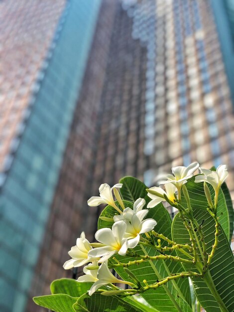 Foto vista a basso angolo della pianta da fiore contro l'edificio