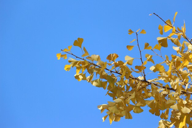 Photo low angle view of flowering plant against clear blue sky