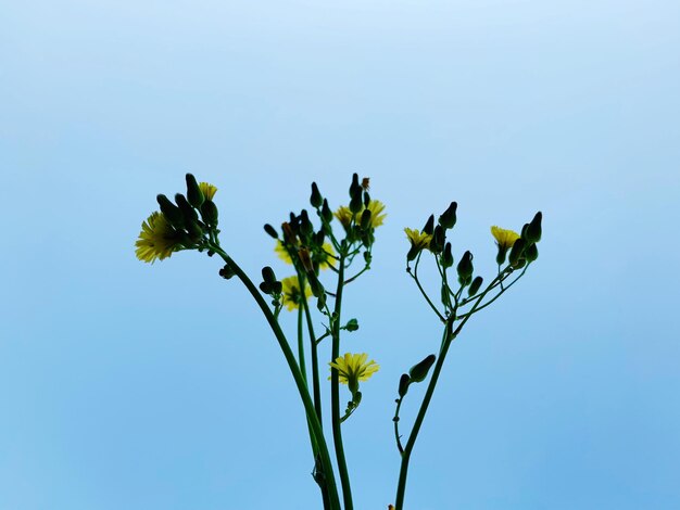 Low angle view of flowering plant against clear blue sky