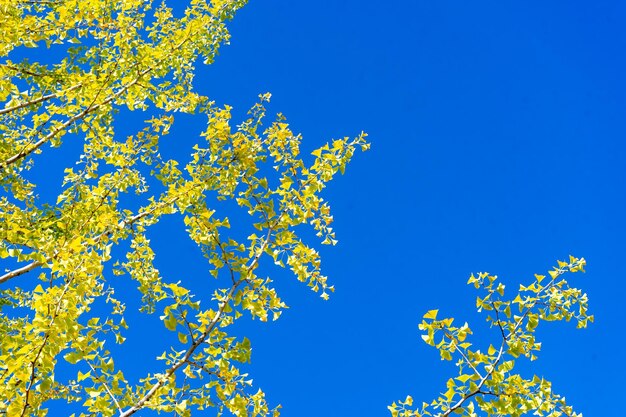 Low angle view of flowering plant against clear blue sky