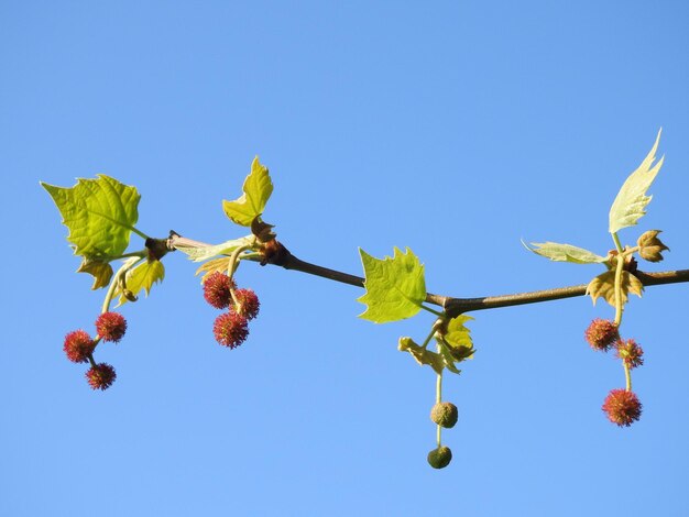 Photo low angle view of flowering plant against clear blue sky