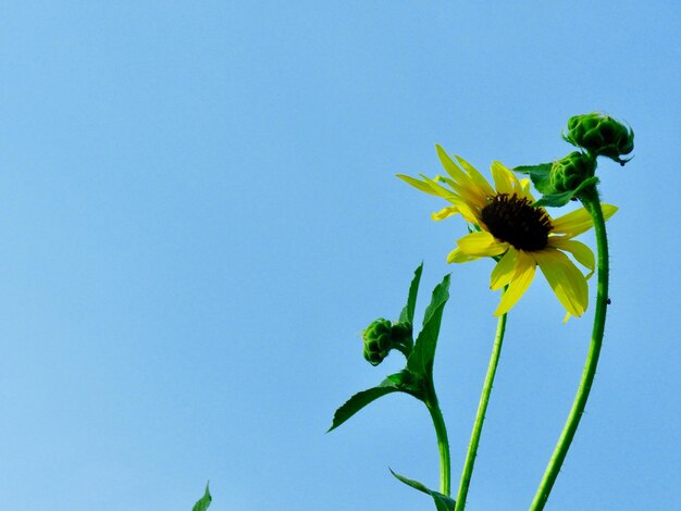 Low angle view of flowering plant against clear blue sky