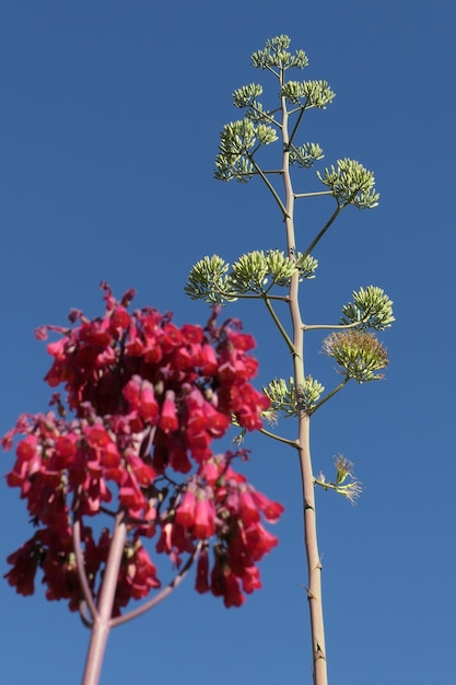 Foto vista a basso angolo di una pianta in fiore contro un cielo blu limpido