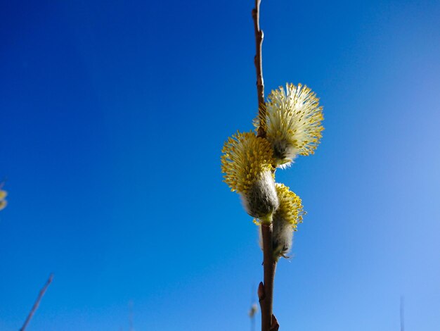 Low angle view of flowering plant against clear blue sky