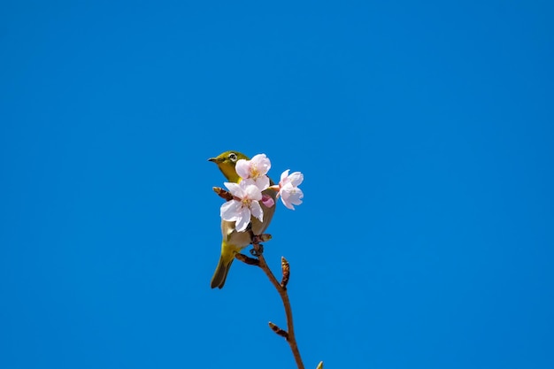 Low angle view of flowering plant against clear blue sky