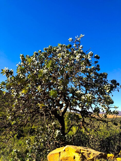 Low angle view of flowering plant against clear blue sky