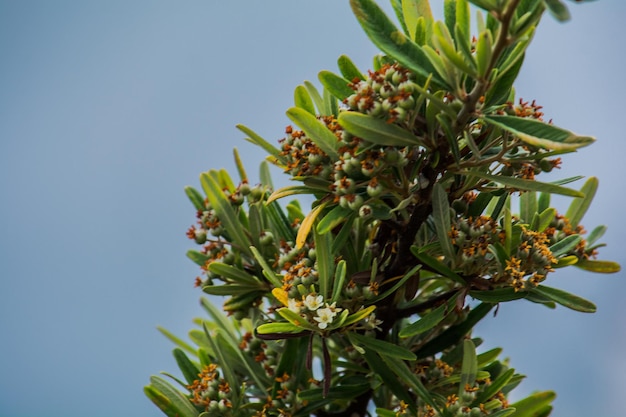 Photo low angle view of flowering plant against clear sky