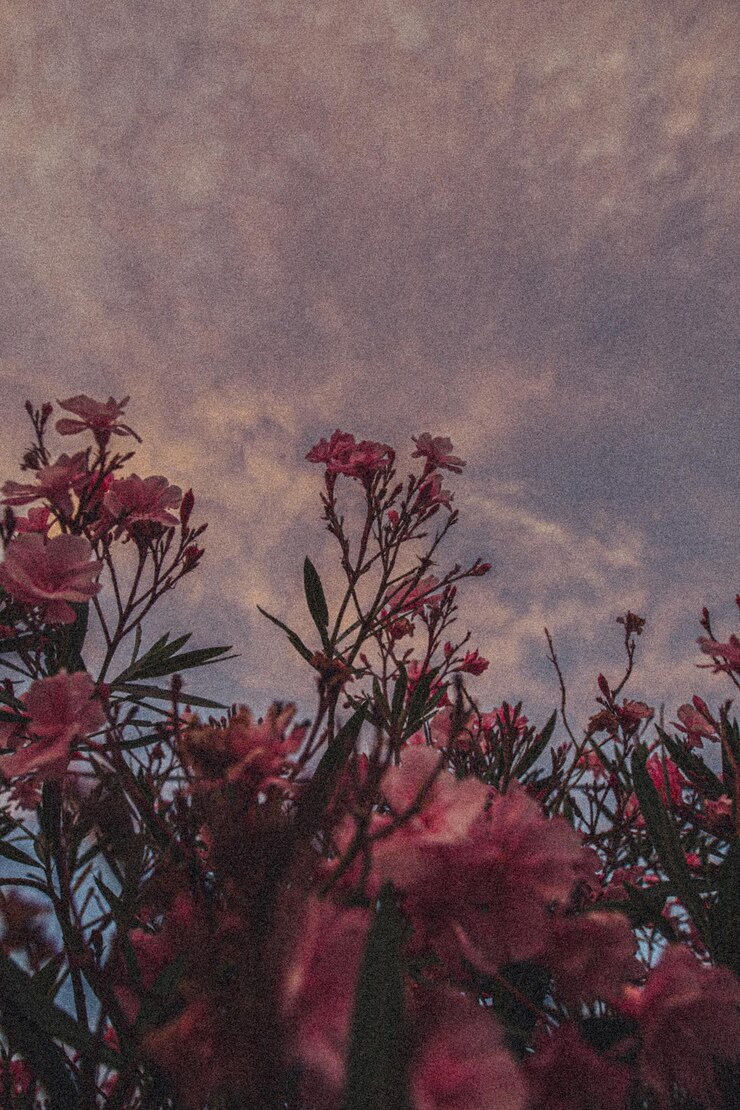 Photo low angle view of flowering plant against sky at dusk