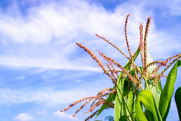 Low angle view of flowering plant against sky