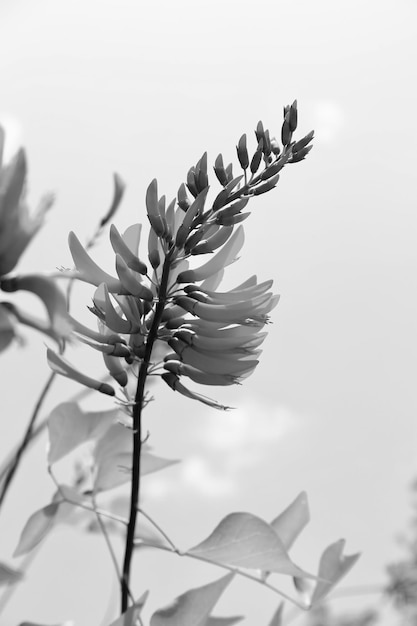 Photo low angle view of flowering plant against sky