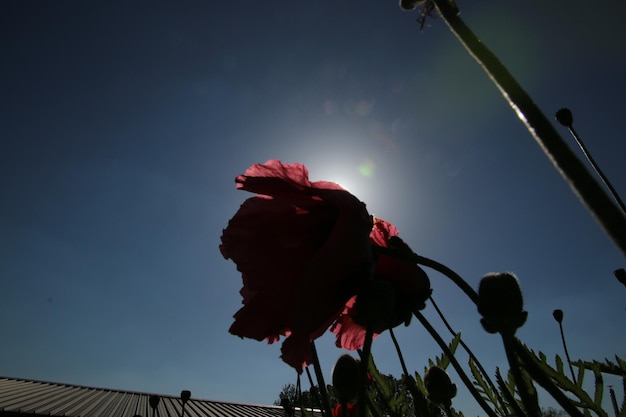 Foto vista a basso angolo di una pianta in fiore contro il cielo