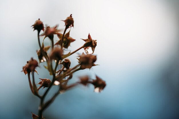 空に照らして花をかせる植物の低角度の眺め