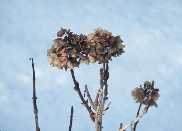 Low angle view of flowering plant against sky