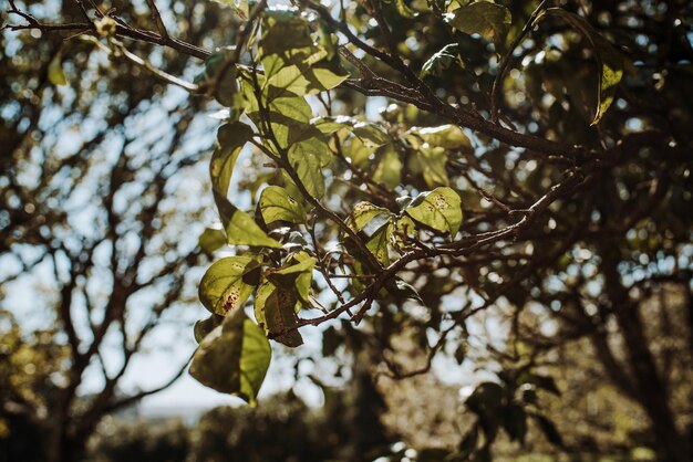 空に照らして花を ⁇ かせる植物の低角度の眺め