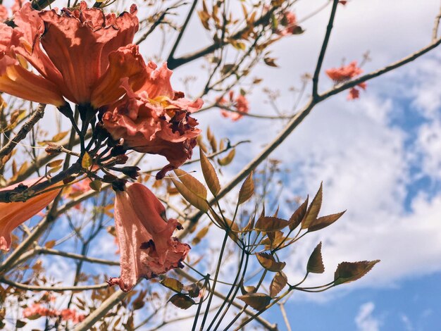 Low angle view of flowering plant against sky