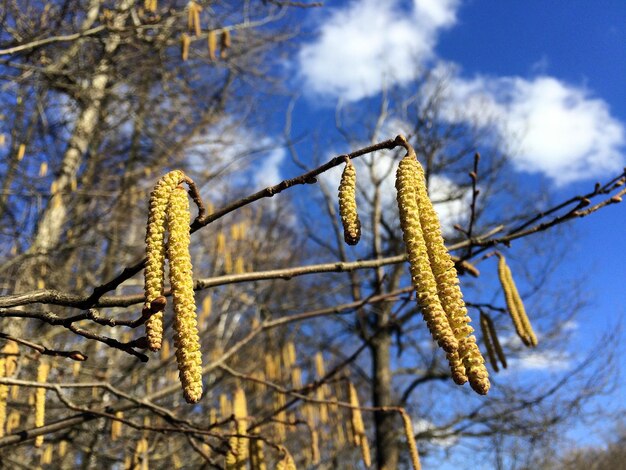 Photo low angle view of flowering plant against sky