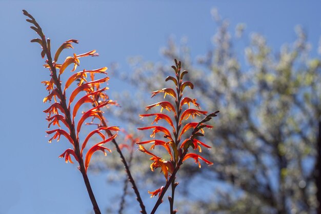 Foto vista a basso angolo di una pianta in fiore contro il cielo