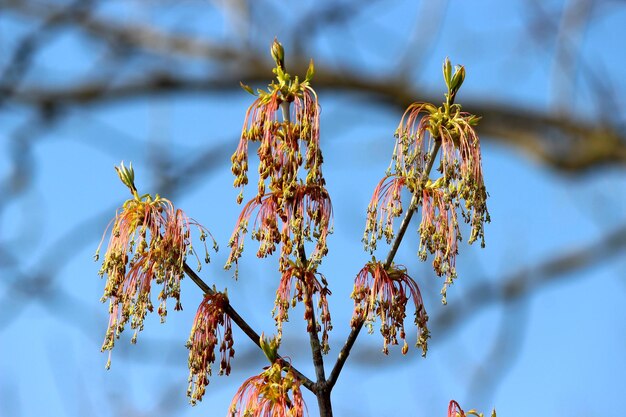 Low angle view of flowering plant against sky