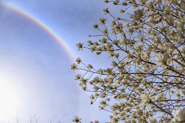 Low angle view of flowering plant against sky