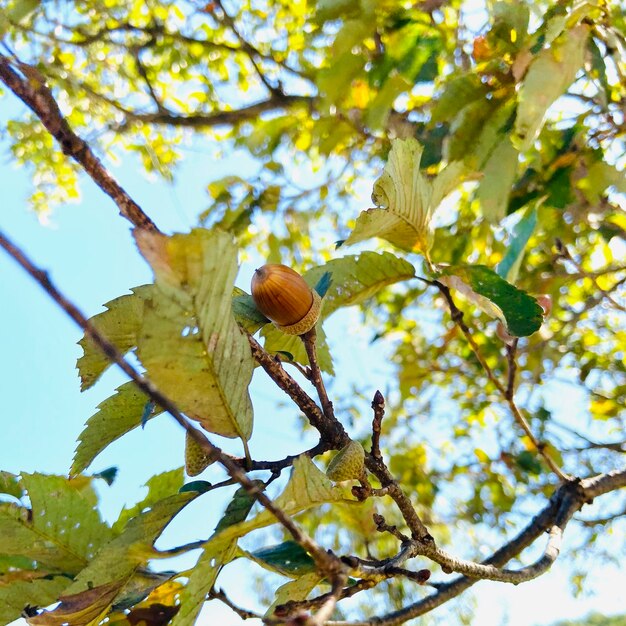 空に照らして花をかせる植物の低角度の眺め