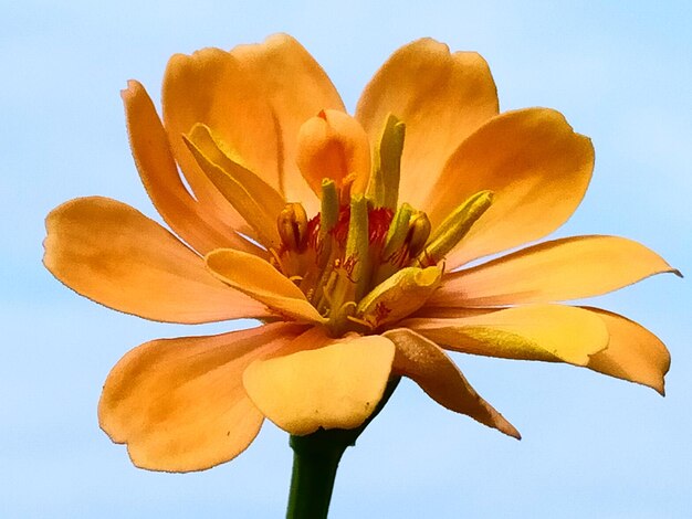 Low angle view of flowering plant against sky