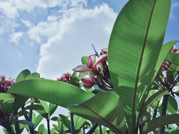 Low angle view of flowering plant against sky