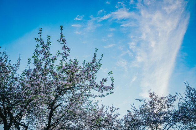 Low angle view of flowering plant against sky