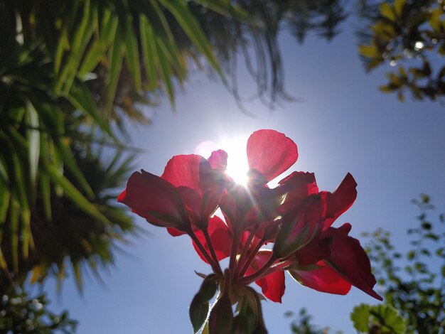 Foto vista a basso angolo di una pianta in fiore contro il cielo