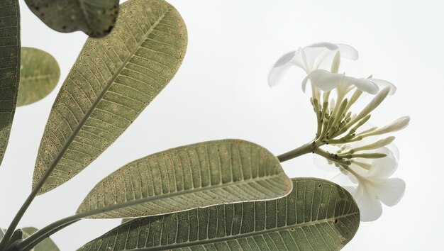 Photo low angle view of flowering plant against sky