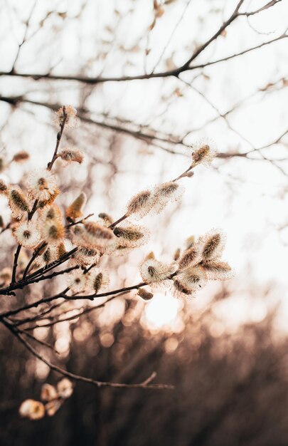 空に照らして花を ⁇ かせる植物の低角度の眺め