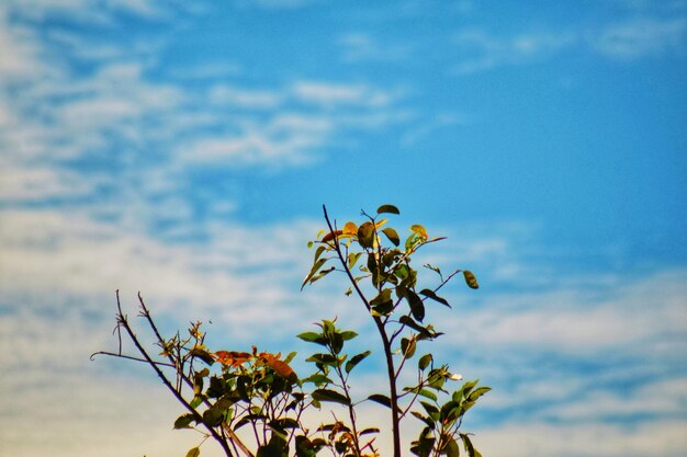 Foto vista a basso angolo di una pianta in fiore contro il cielo