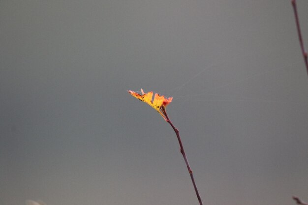 Low angle view of flowering plant against sky