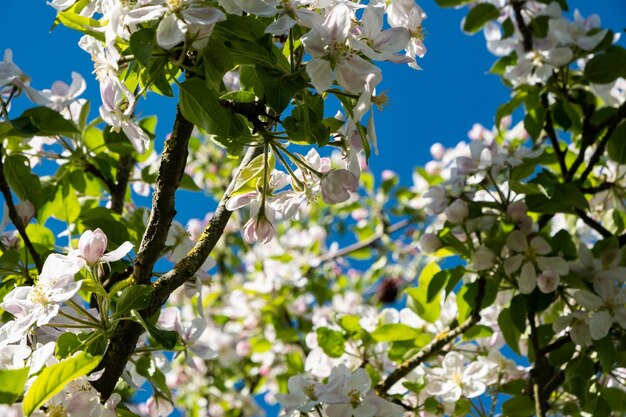 Low angle view of flowering plant against sky