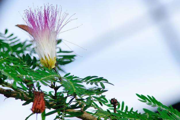 Foto vista a bassa angolazione di una pianta in fiore contro il cielo