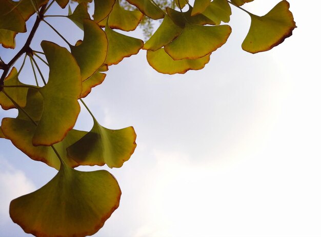 Low angle view of flowering plant against sky