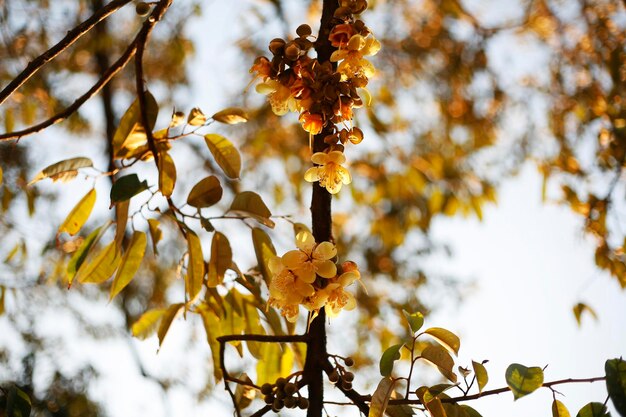 Low angle view of flowering plant against sky